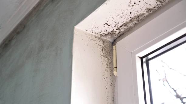 Mold Odor Removal Services in Dyersville, IA