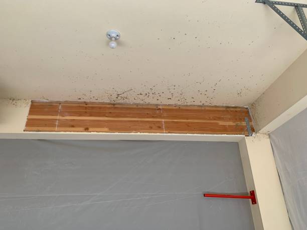 Professional Mold Removal in Dyersville, IA